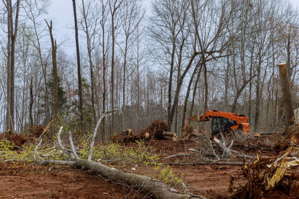 How Our Tree Care Process Works  in  Mount Juliet, TN